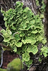 Pseudocyphellaria granulata