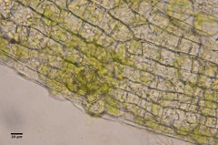 Orthotrichum consimile