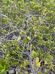 Sideroxylon obovatum