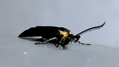 Acoloithus falsarius