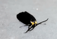 Acoloithus falsarius
