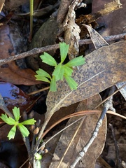 Xanthosia tridentata