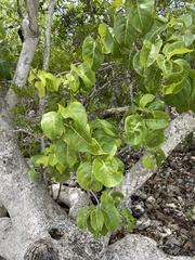 Pisonia subcordata