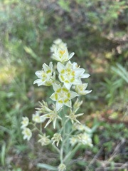Anticlea elegans elegans