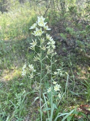 Anticlea elegans elegans