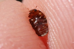 Rhyzobius lophanthae