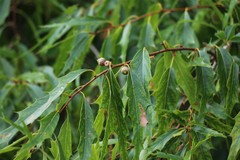 Quercus graciliformis