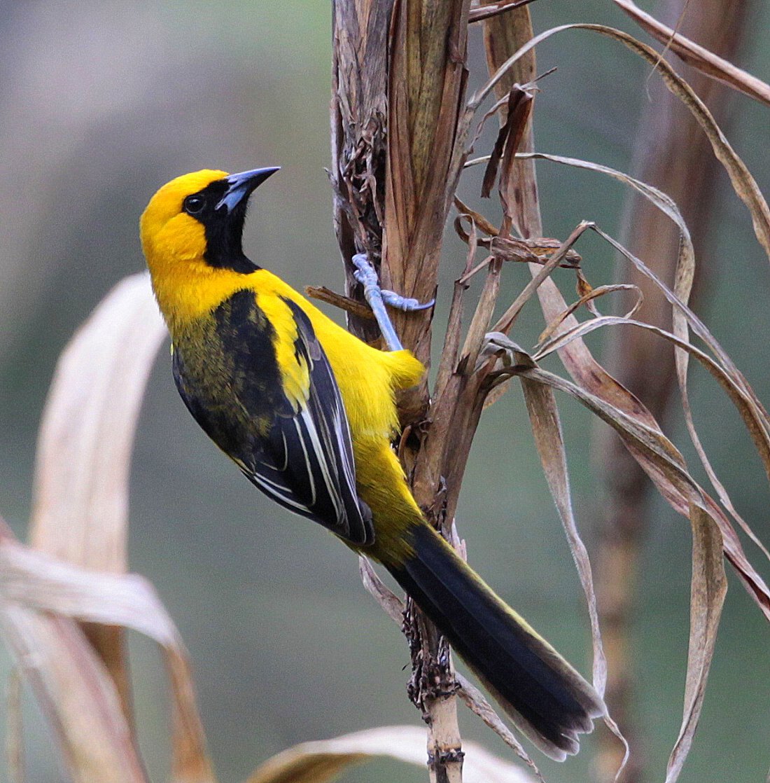 Icterus mesomelas image