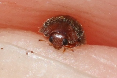 Rhyzobius lophanthae