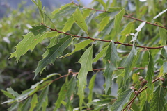 Quercus graciliformis