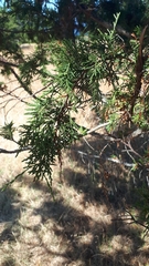 Juniperus maritima