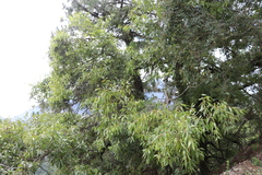 Quercus graciliformis