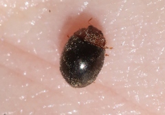 Rhyzobius lophanthae