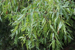 Quercus graciliformis