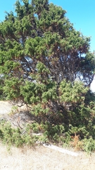 Juniperus maritima