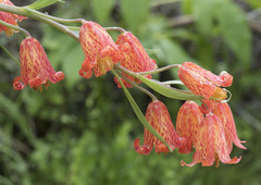 Fritillaria recurva