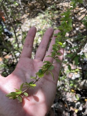 Oplonia spinosa