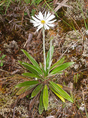 Celmisia spectabilis