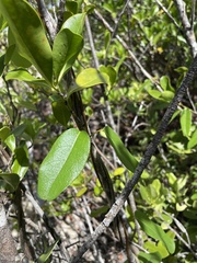 Stigmaphyllon emarginatum