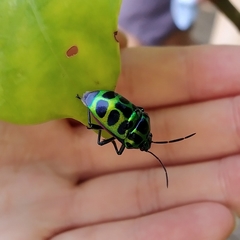 Chrysocoris stollii