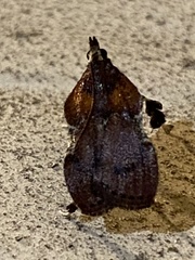 Galasa nigrinodis
