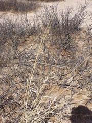 Sporobolus contractus