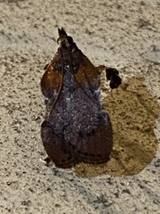 Galasa nigrinodis