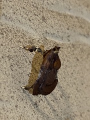 Galasa nigrinodis