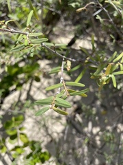 Euphorbia articulata