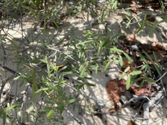 Euphorbia articulata