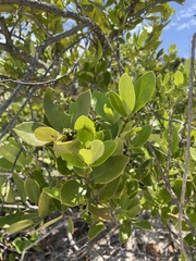 Elaeodendron xylocarpum