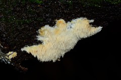 Dentipellicula leptodon