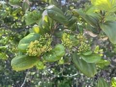 Sarcomphalus domingensis