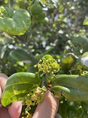 Sarcomphalus domingensis