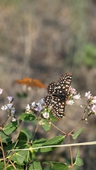 Euphydryas anicia