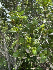 Sarcomphalus domingensis