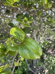 Sarcomphalus domingensis