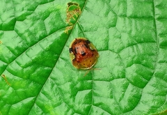 Laccoptera nepalensis