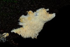 Dentipellicula leptodon