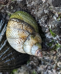 Littoraria pintado
