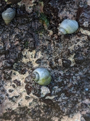 Littoraria pintado
