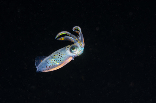 Bigfin Reef Squid