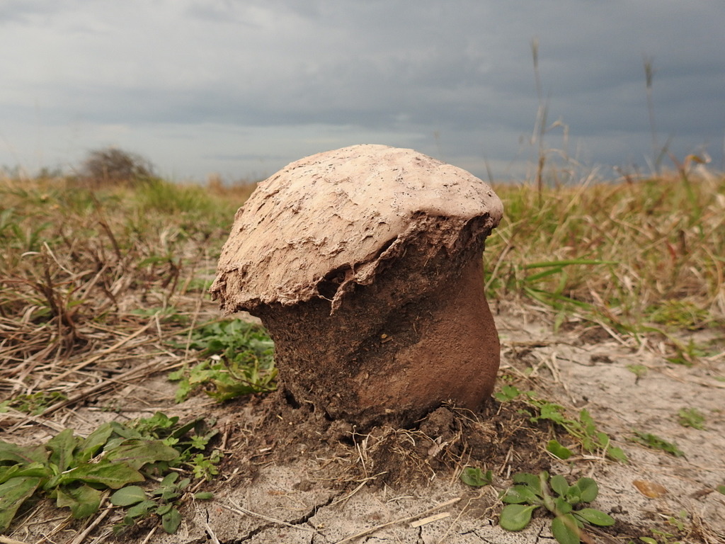 Calvatia cyathiformis · July 2021 · photo: © patriciabenitez (iNaturalist, cc-by-nc)