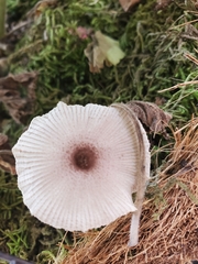 Leucocoprinus ianthinus
