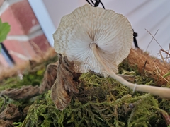 Leucocoprinus ianthinus