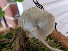 Leucocoprinus ianthinus