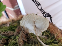 Leucocoprinus ianthinus