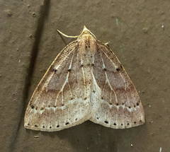 Thallophaga hyperborea