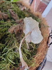 Leucocoprinus ianthinus