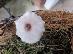 Leucocoprinus ianthinus